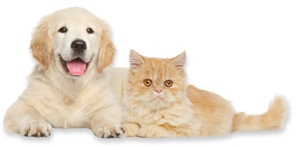 Holistic Pet Health Coaching