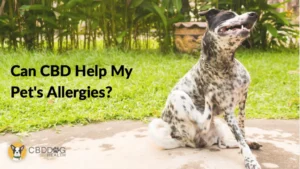 How Does CBD Help With Pet Allergies?