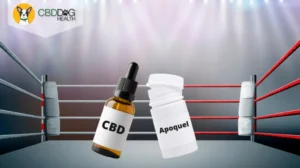 CBD vs. Apoquel for Dogs