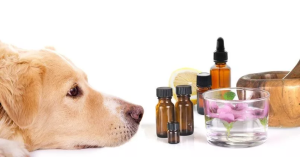 Animals+Essential Oils: 3 Most Important Factors